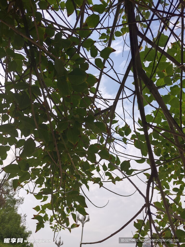 枝葉繁茂的綠意景象