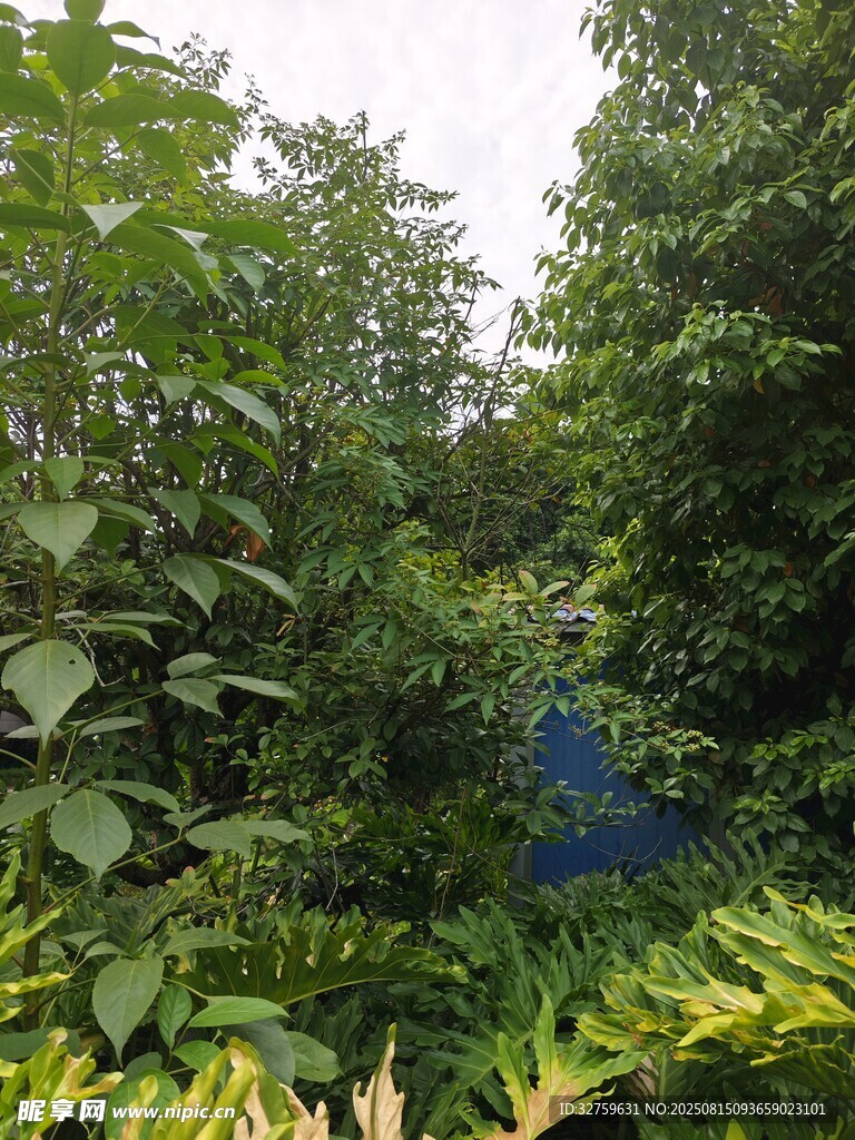 林間藍(lán)物隱于繁茂綠植中