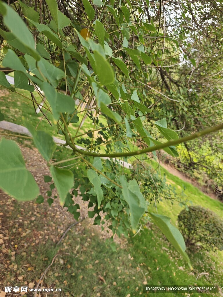 綠葉繁茂的林間景象