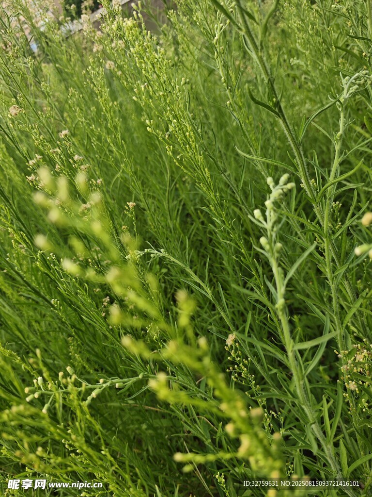 翠綠繁茂的野生植物景觀