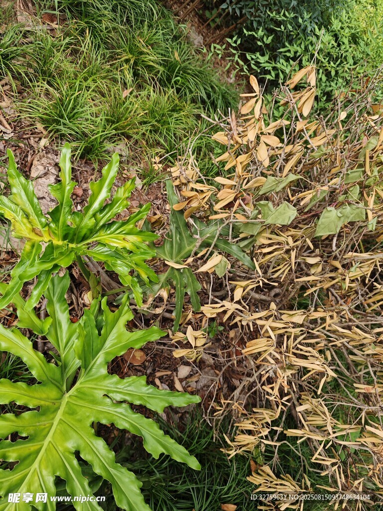 綠葉與枯葉交織的景象