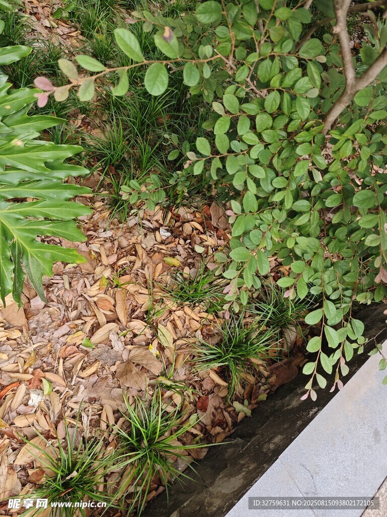 庭院綠植與落葉景觀