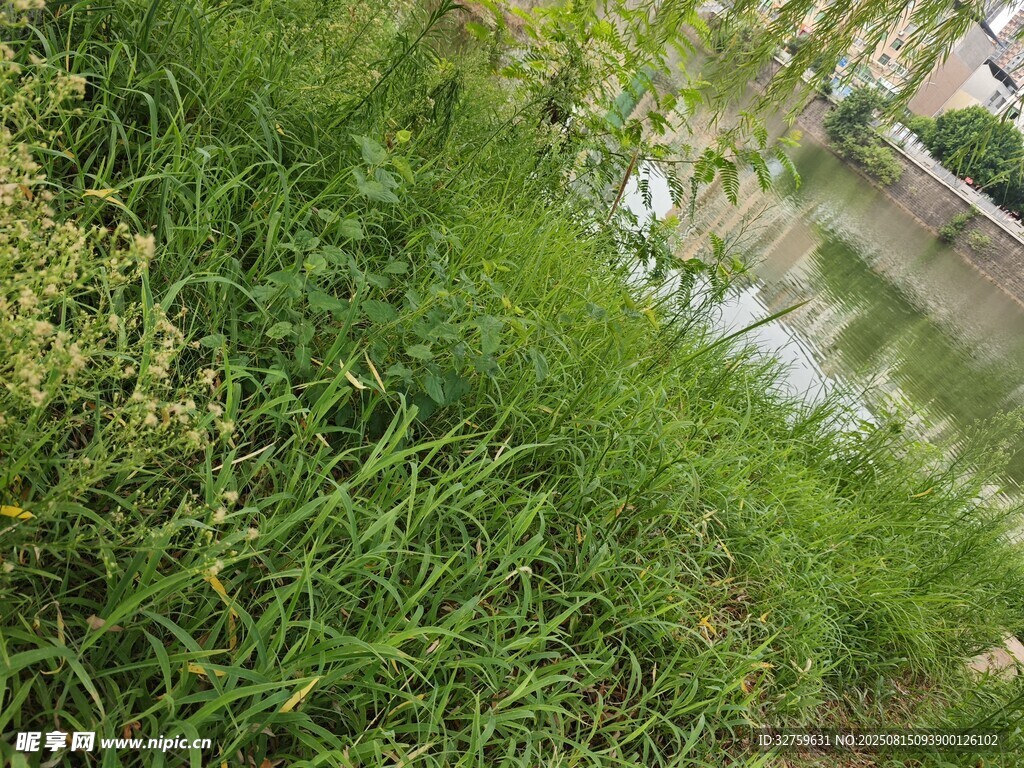 綠意盎然的草地景觀
