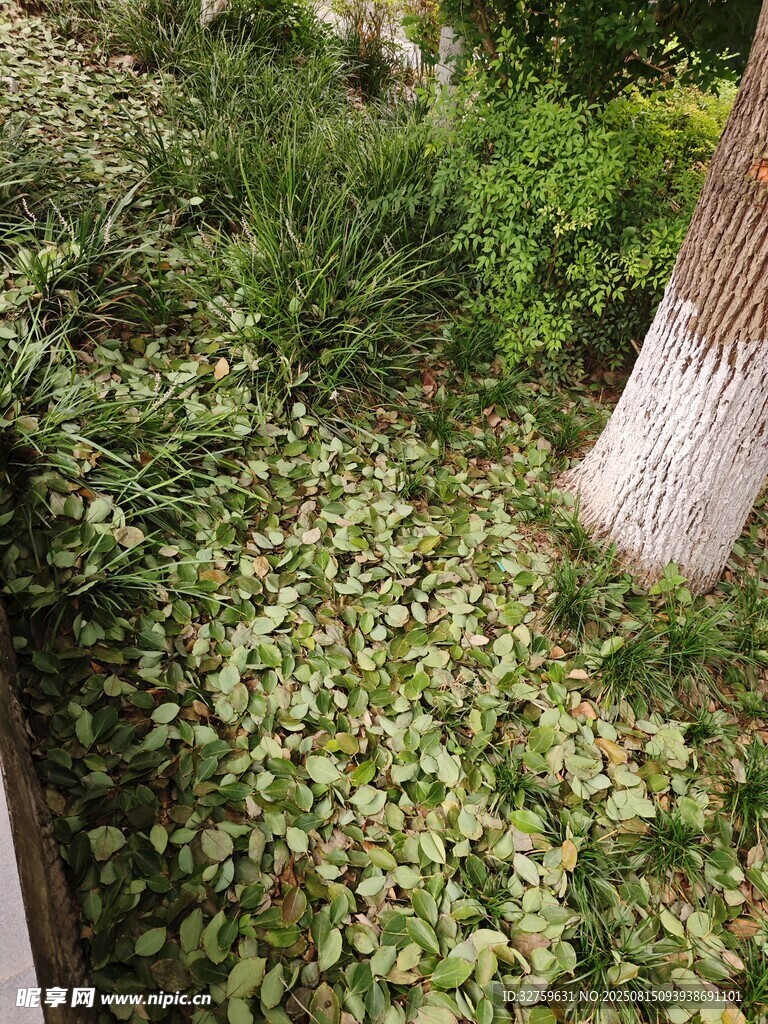 地面綠植覆蓋景象