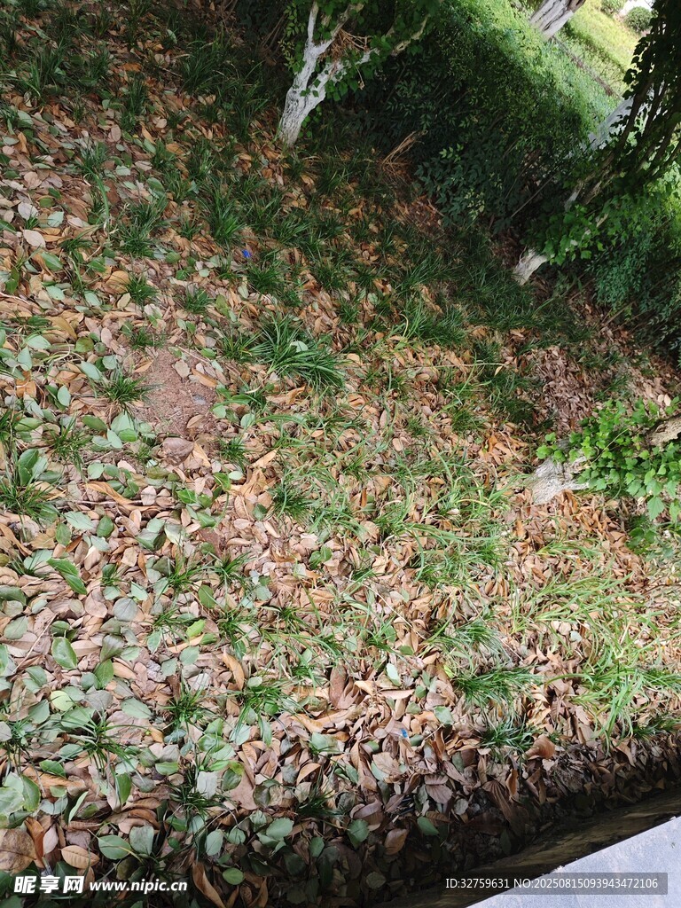 地面鋪滿五彩斑斕的落葉