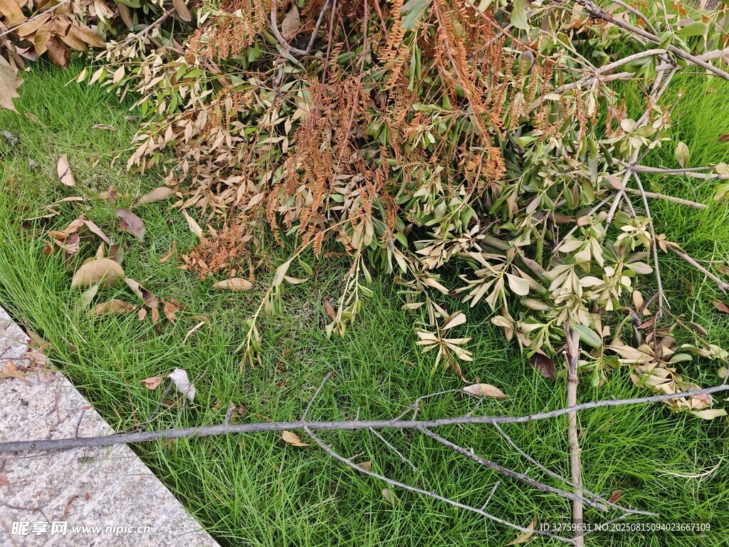 路邊枯萎植物與綠色草地