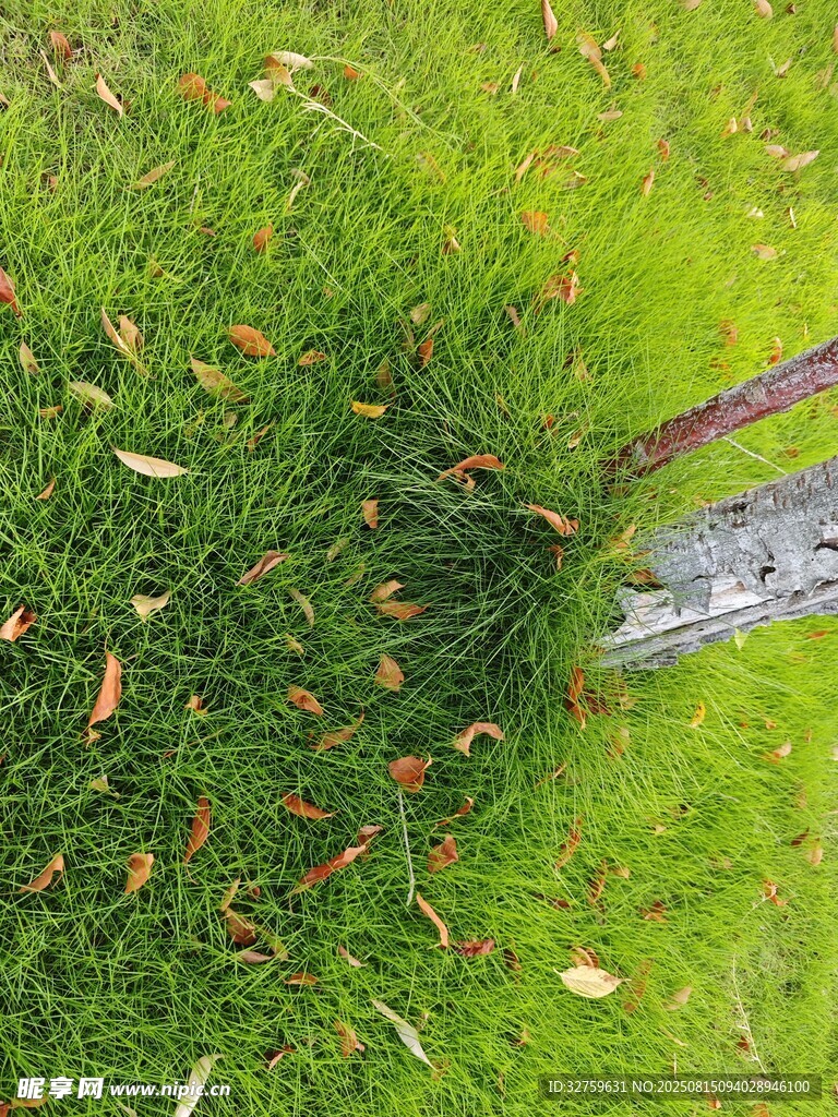 草坪上的落葉與金屬邊緣