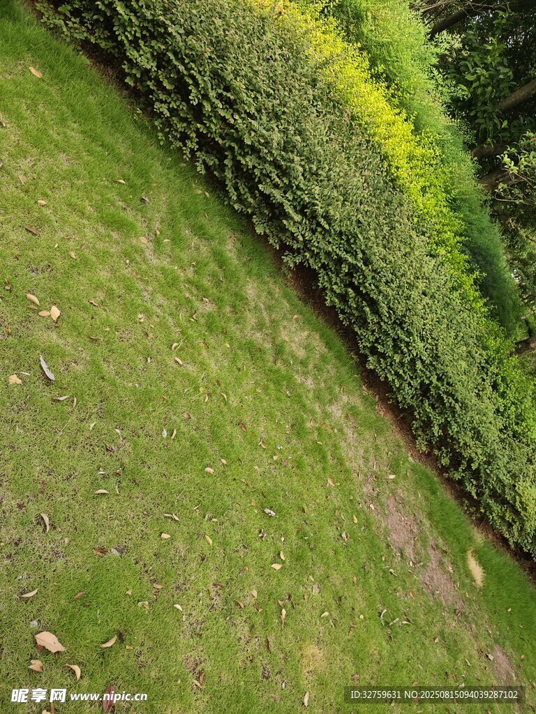 綠意盎然的草地與綠植