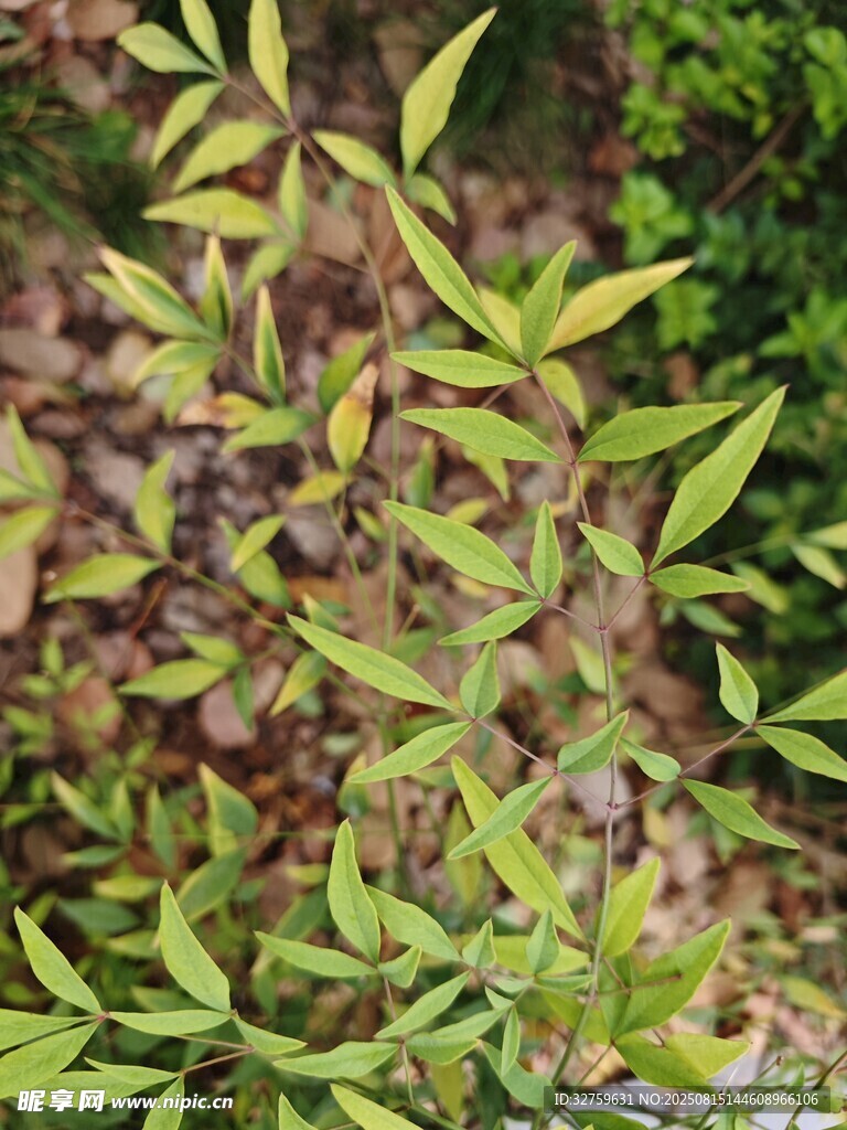 嫩綠枝葉展現(xiàn)生機(jī)