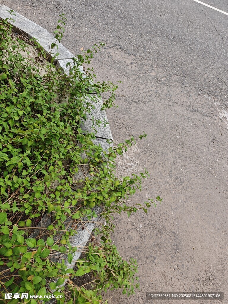 路邊蓬勃生長的綠色植物