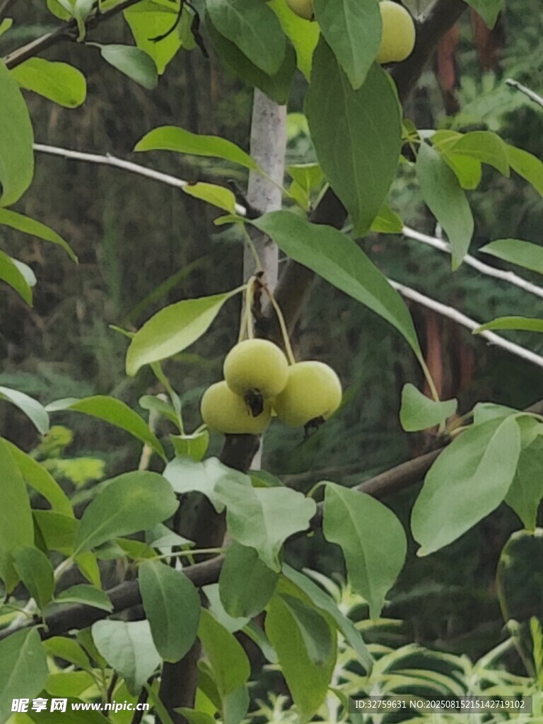 枝頭青果 