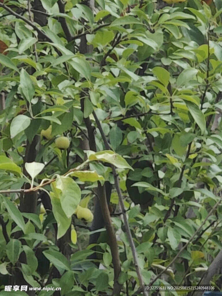 綠葉繁茂的樹枝景象