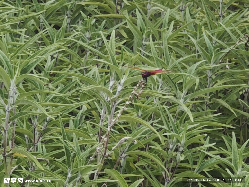 綠葉叢中的紅色小鳥