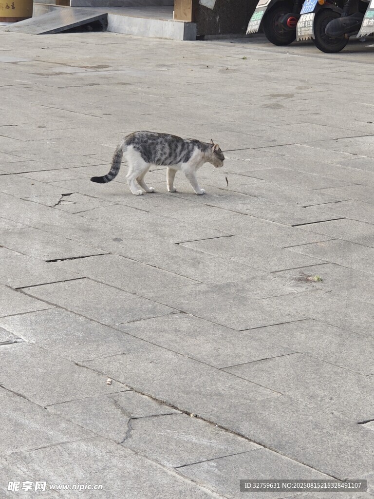 行走在地面上的灰黑貓咪