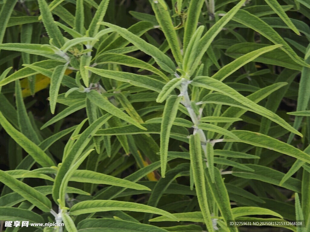 迷迭香植物特寫(xiě)