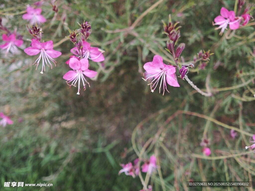 粉色嬌俏小花綻放枝頭