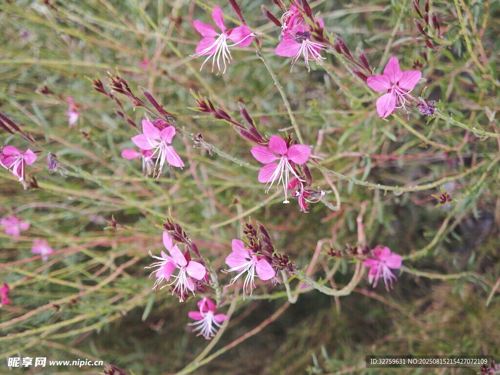 粉色小花綻放于草叢間