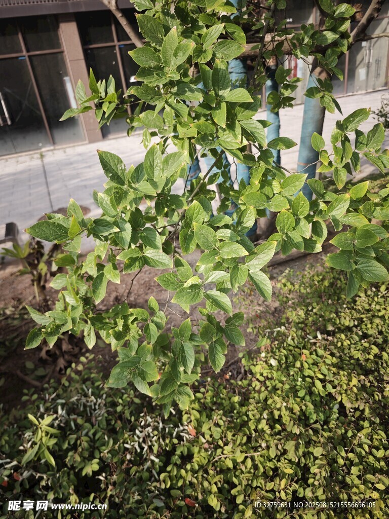 庭院中的綠植景觀