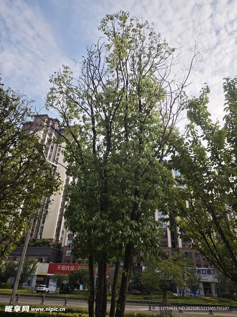 城市中的綠樹與高樓