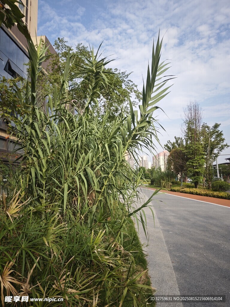 路邊茂盛的綠色植物景觀