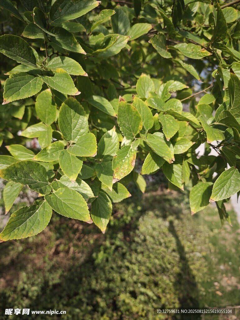 綠葉繁茂的樹木景象