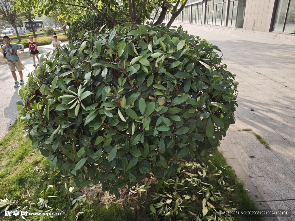 球形綠植景觀