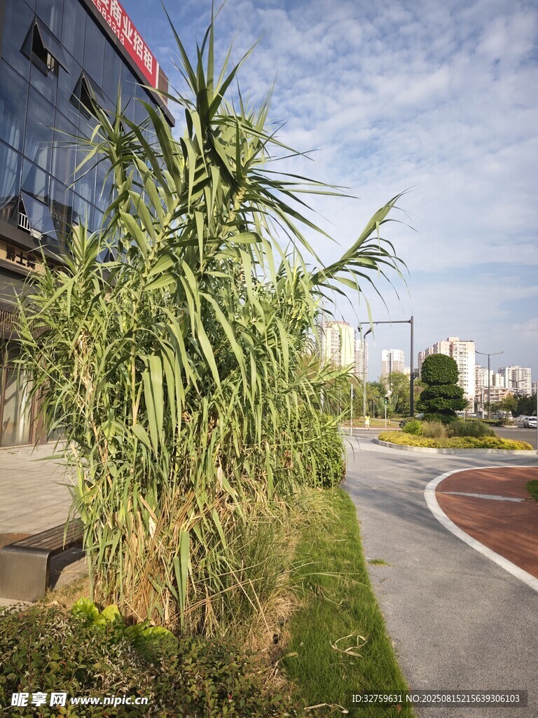 路邊挺拔翠竹 