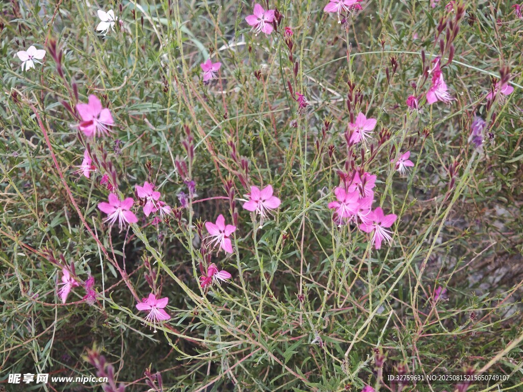 粉色小花叢 