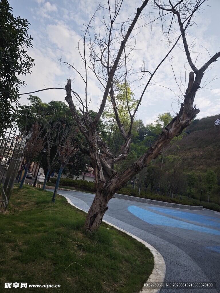 彎曲小路旁的光禿樹木