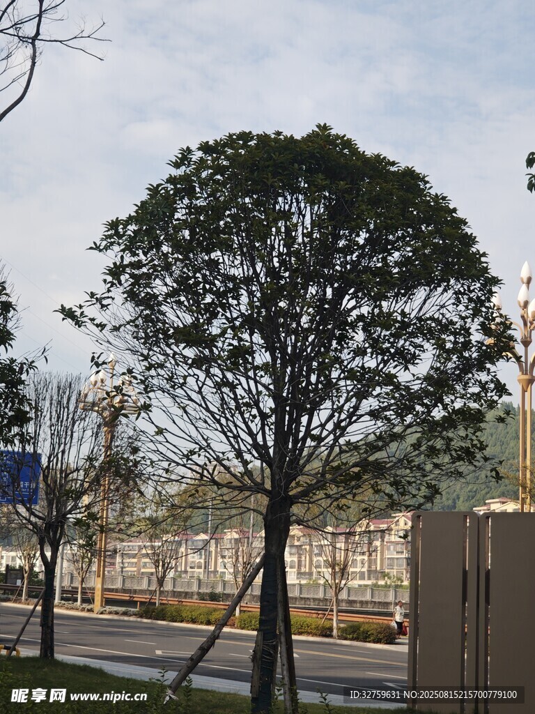 路邊綠樹 