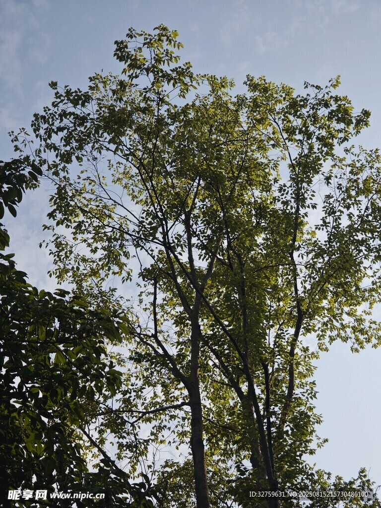 藍天映襯下的蔥郁樹木