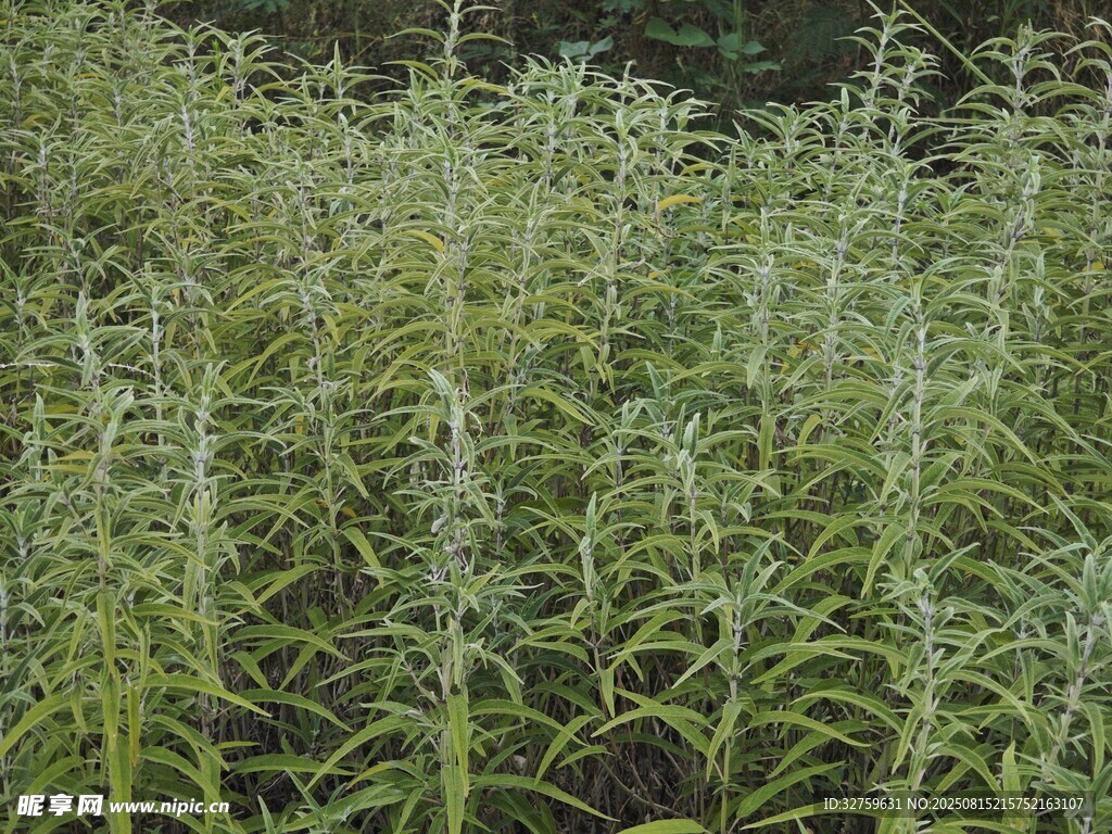 綠色植物田地景觀