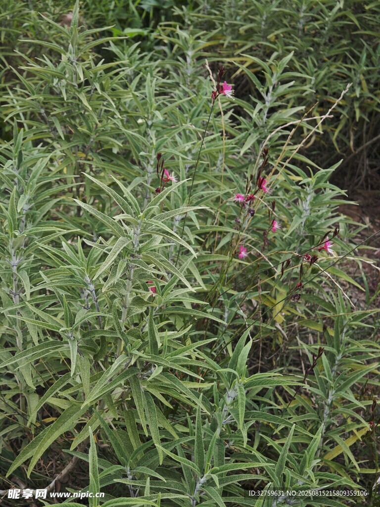 繁茂綠植 