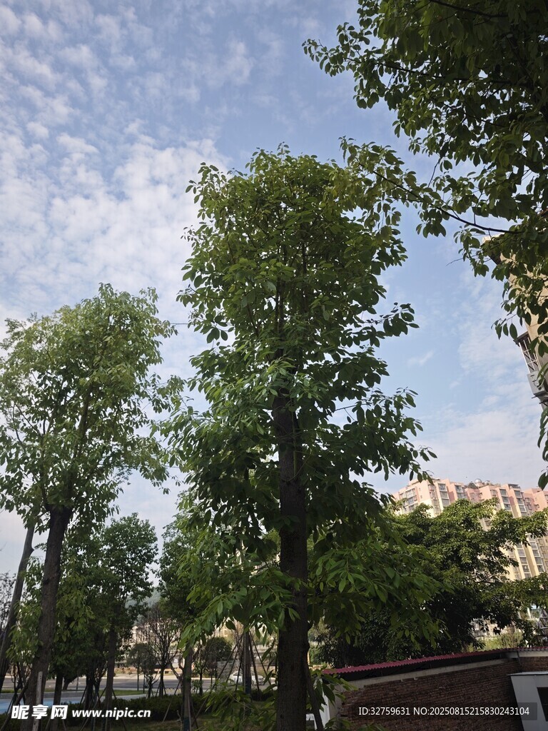 綠樹(shù)成蔭的街道景象
