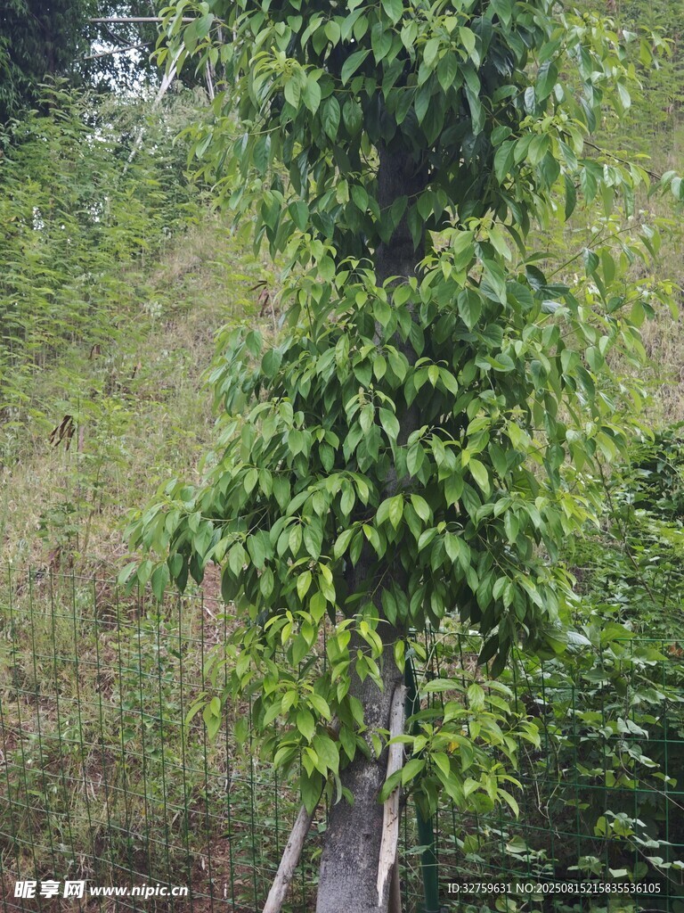 山林中茂盛的綠色樹木
