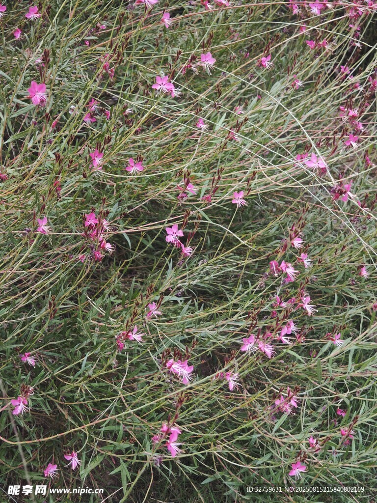 粉色小花點(diǎn)綴綠色草地