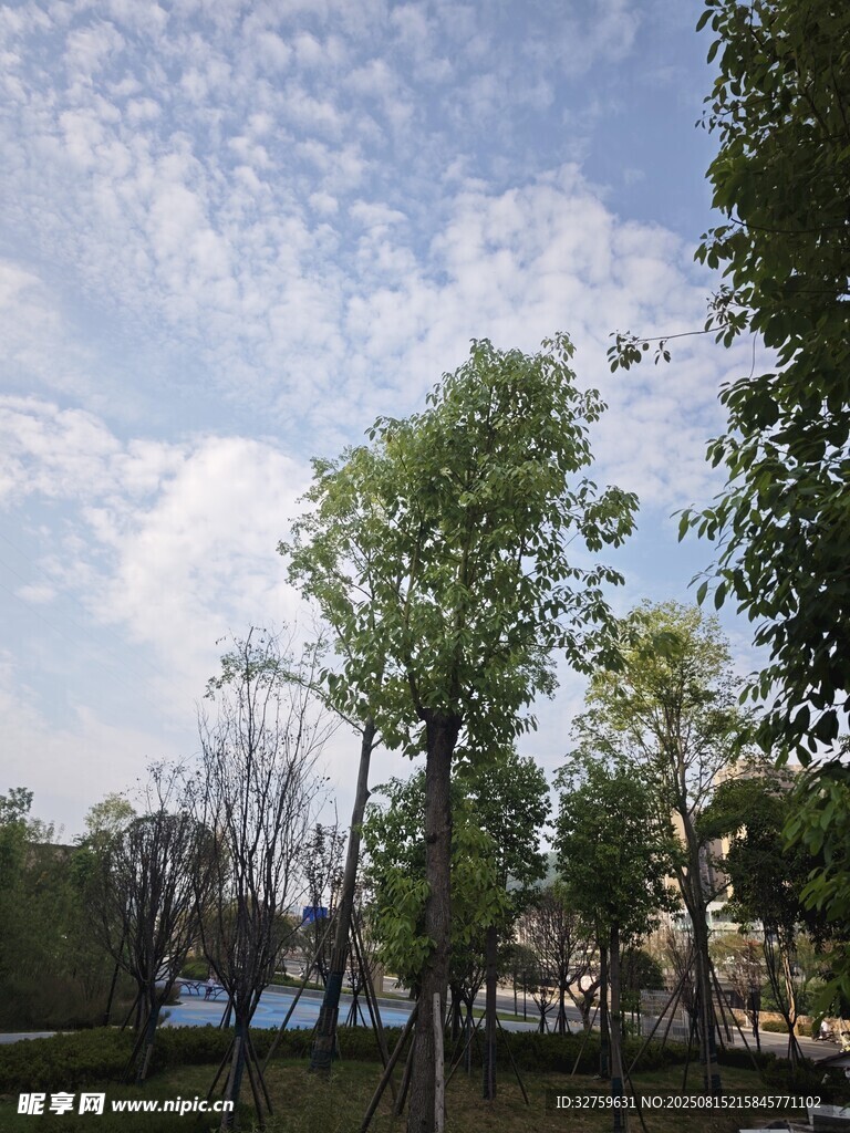 戶外綠樹藍(lán)天風(fēng)景圖