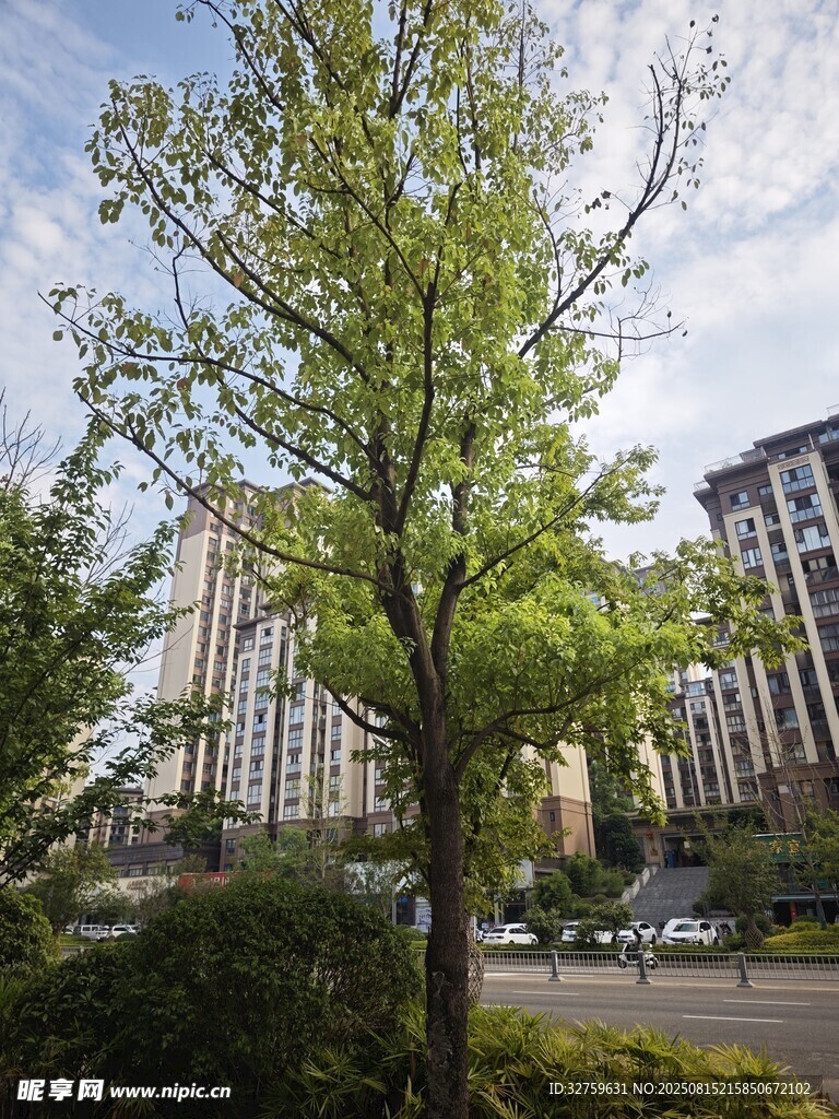 城市中蔥郁樹木與高樓景觀
