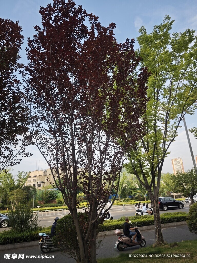 公園綠樹成蔭的休閑場(chǎng)景