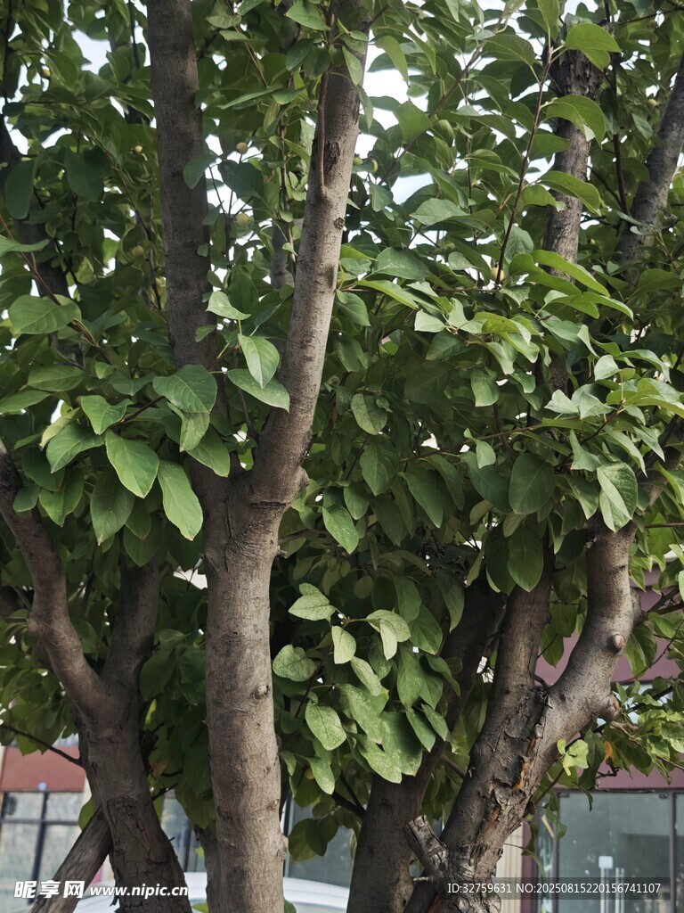 繁茂大樹展現(xiàn)勃勃生機(jī)