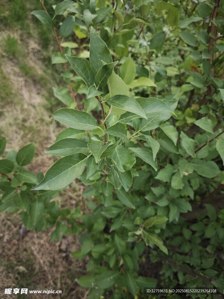 綠葉繁茂的田間植物