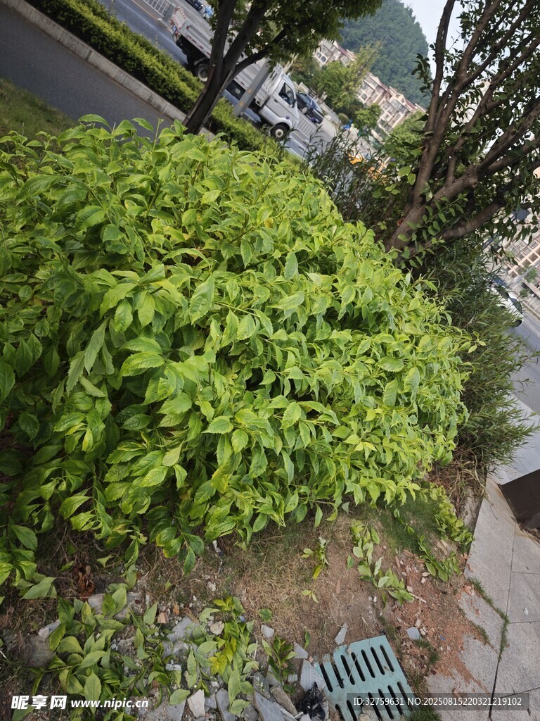 路邊翠綠繁茂的灌木叢