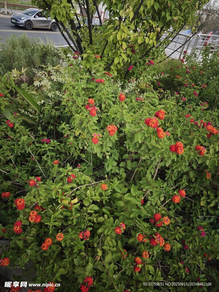 鮮艷紅花開滿翠綠植株