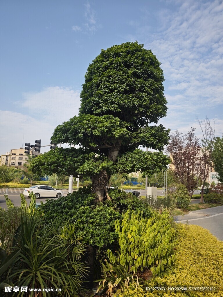園林中的精致造型綠植