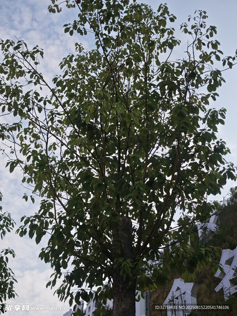 綠葉繁茂的樹木