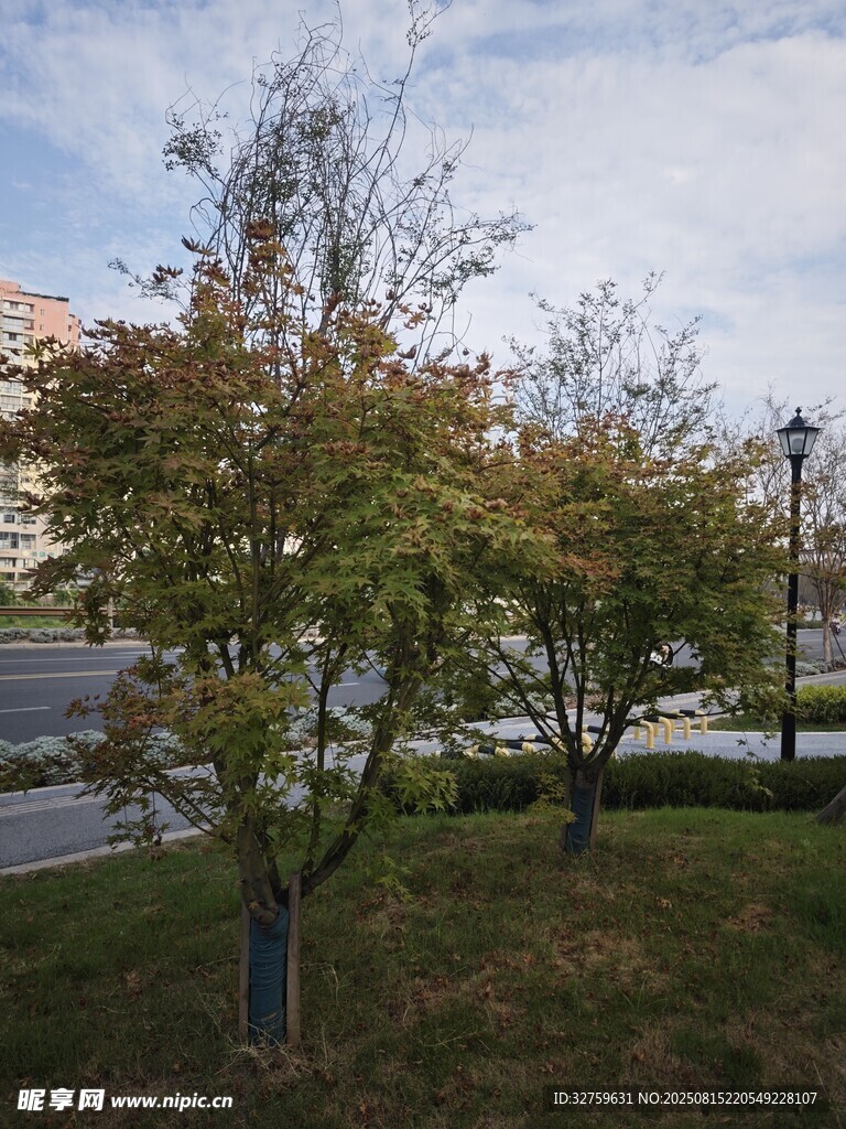 路邊綠樹
