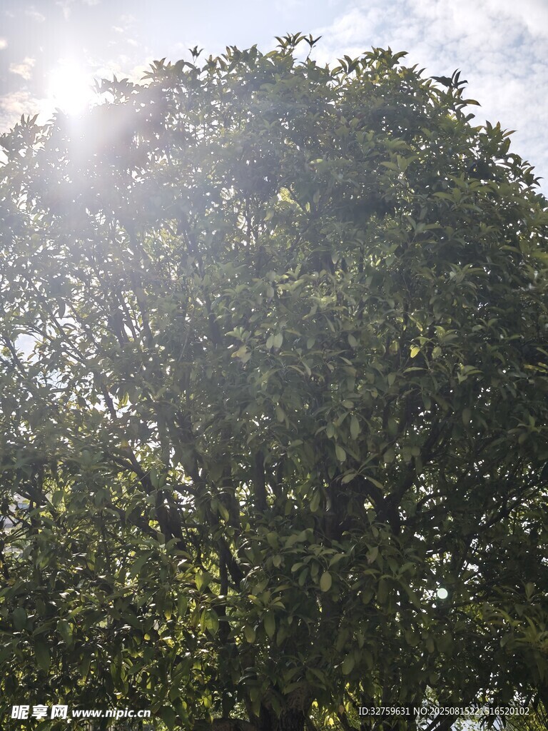 陽光照耀下的繁茂綠樹