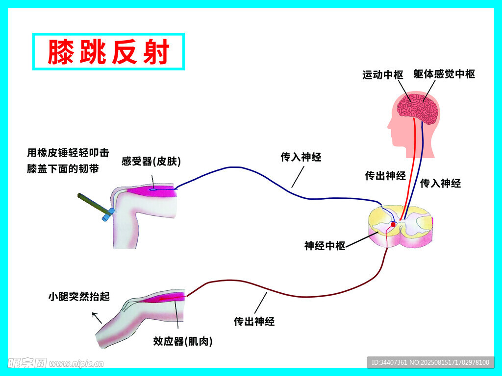 膝跳反射示意圖