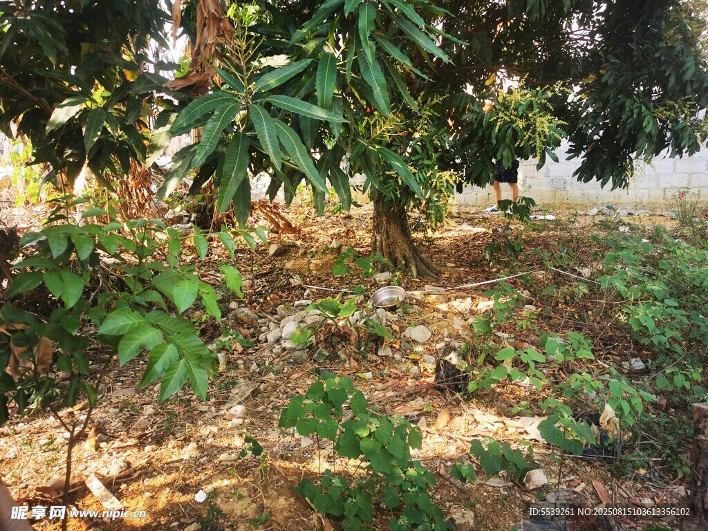 樹下綠植景象
