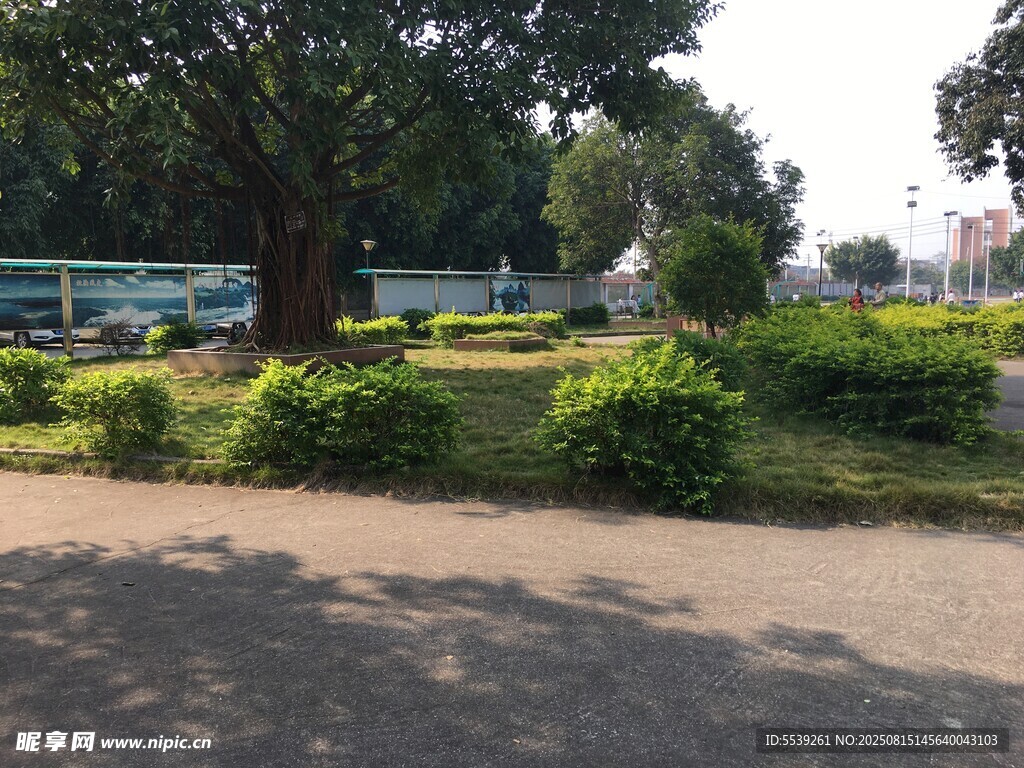公園綠樹環(huán)繞的寧靜景致